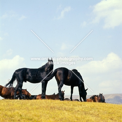 Kabardines, stallions and colts in Caucasus mountains