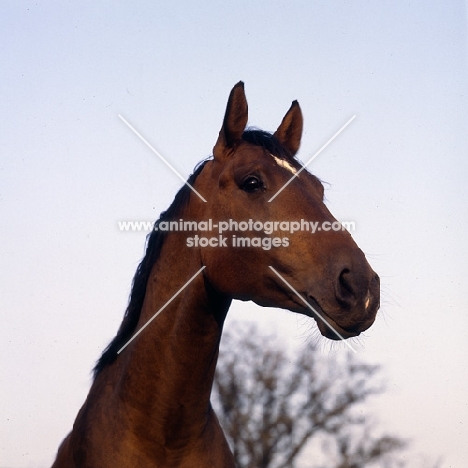 Danish Warmblood head low angle shot 