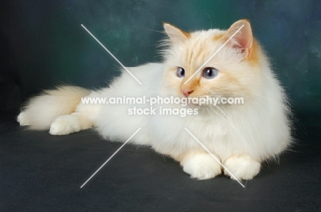 red point birman lying down in studio