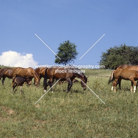 herd of Austrian Half mares and foals at Piber