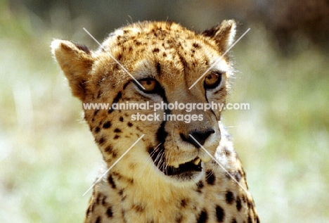 Cheetah portrait