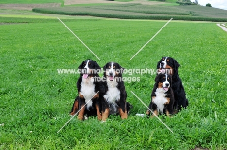 four Bernese Mountain Dogs in field