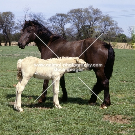 welsh cob (section d), mare with foal suckling, cream,