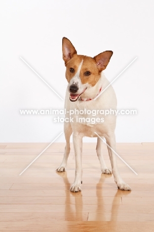 mongrel standing on wooden floor