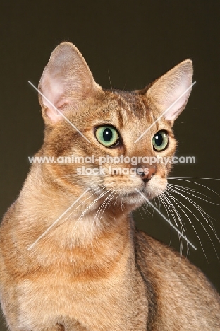 Chausie head study