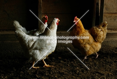 Two White Rock hens and Buff Rock Hen talking in the barn.