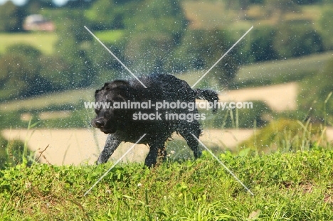 black Labrador Retriever shaking water