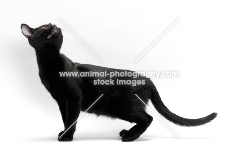 black bombay cat on white background