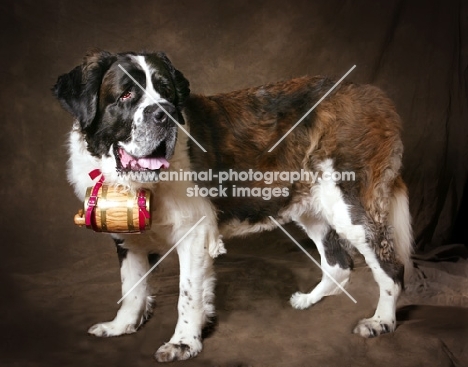 Saint Bernard on brown background