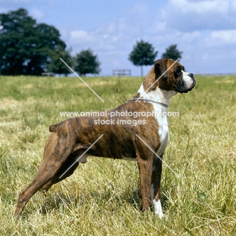 boxer, ch gremlin normlin legend, posed in a field