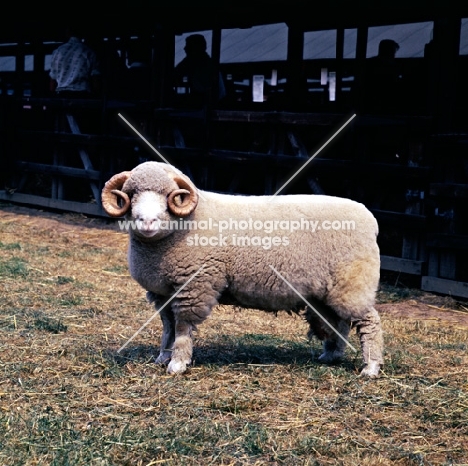 dorset horn ram at show looking at camera