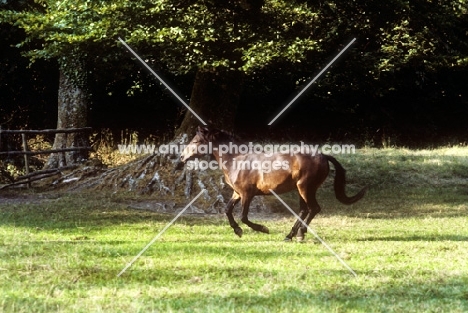 datrmoor pony mare cantering in a field