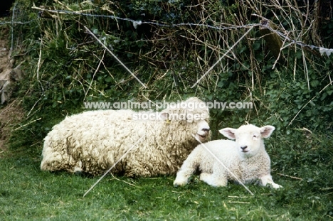 lincoln longwool ewe lying on grass with her lamb