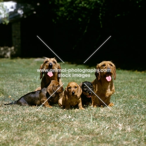 wire haired dachshund  ch lieblings joker in the pack, ch lieblings bound for fortune and family  