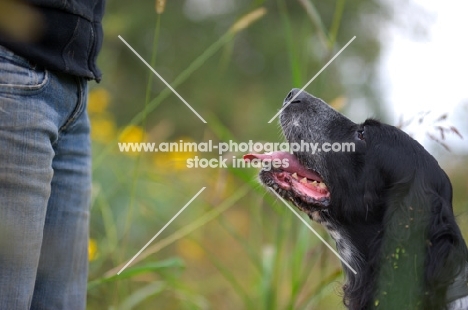 Black and white enghlish setter looking at owner. Natural environment