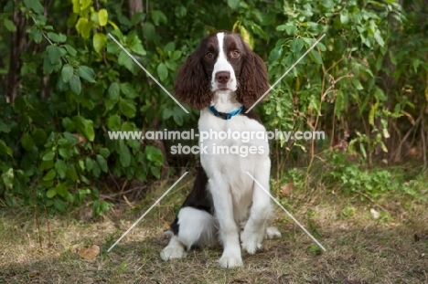 alert English Springer Spaniel sitting with greenery back ground