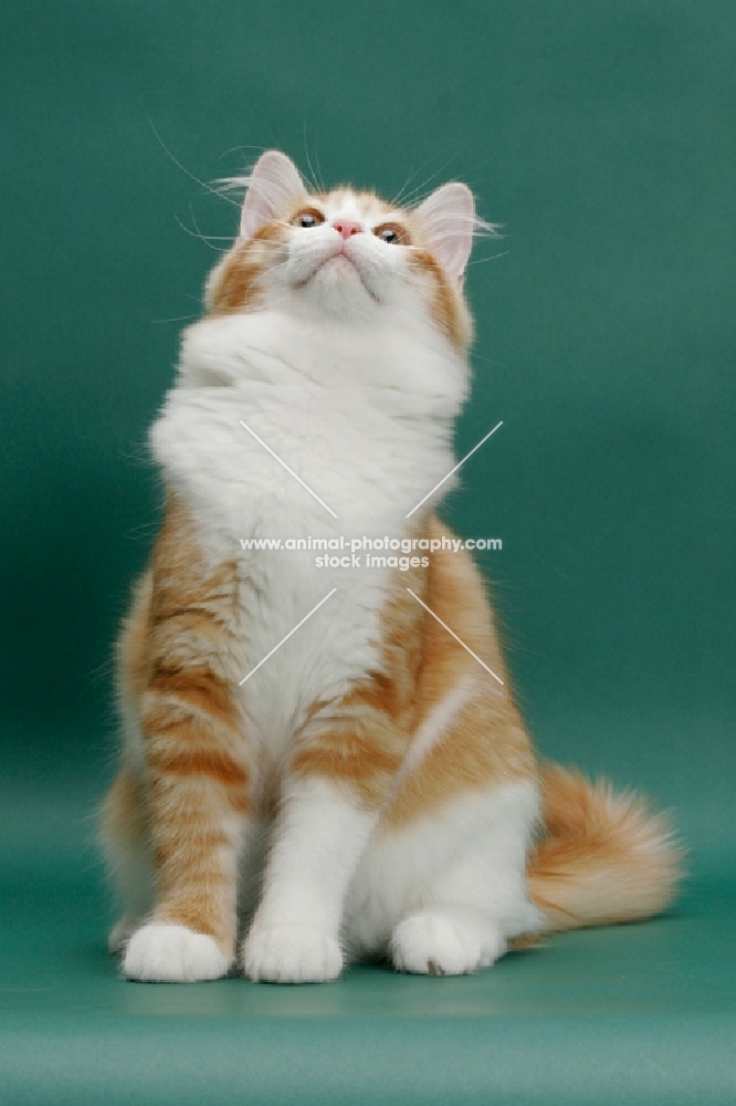 Siberian on green background, Red Mackerel Tabby & White, looking up