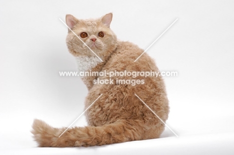 Selkirk Rex on white background, Cream Classic Tabby & White, sitting down