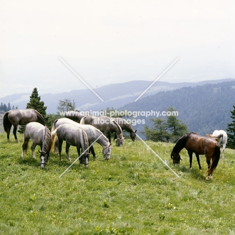 lipizzaner colts grazing peacefully at stubalm, piber