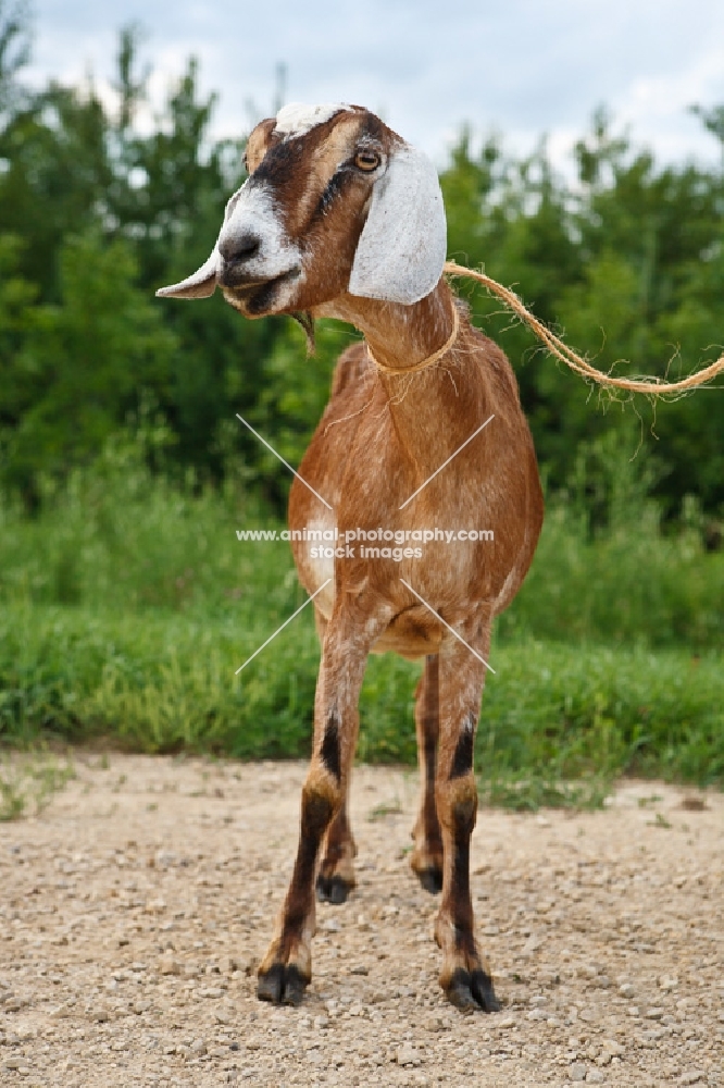 nubian goat on lead