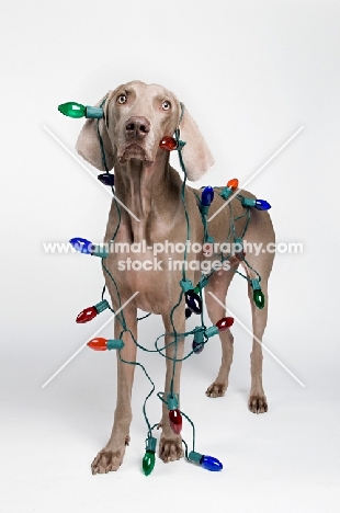 Weimaraner in studio, with Christmas lights on his body.