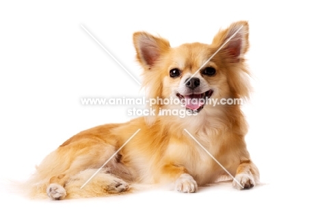 Long Haired Chihuahua isolated on a white background