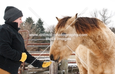 Morgan horse smelling hand