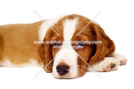 Welsh Springer Spaniel