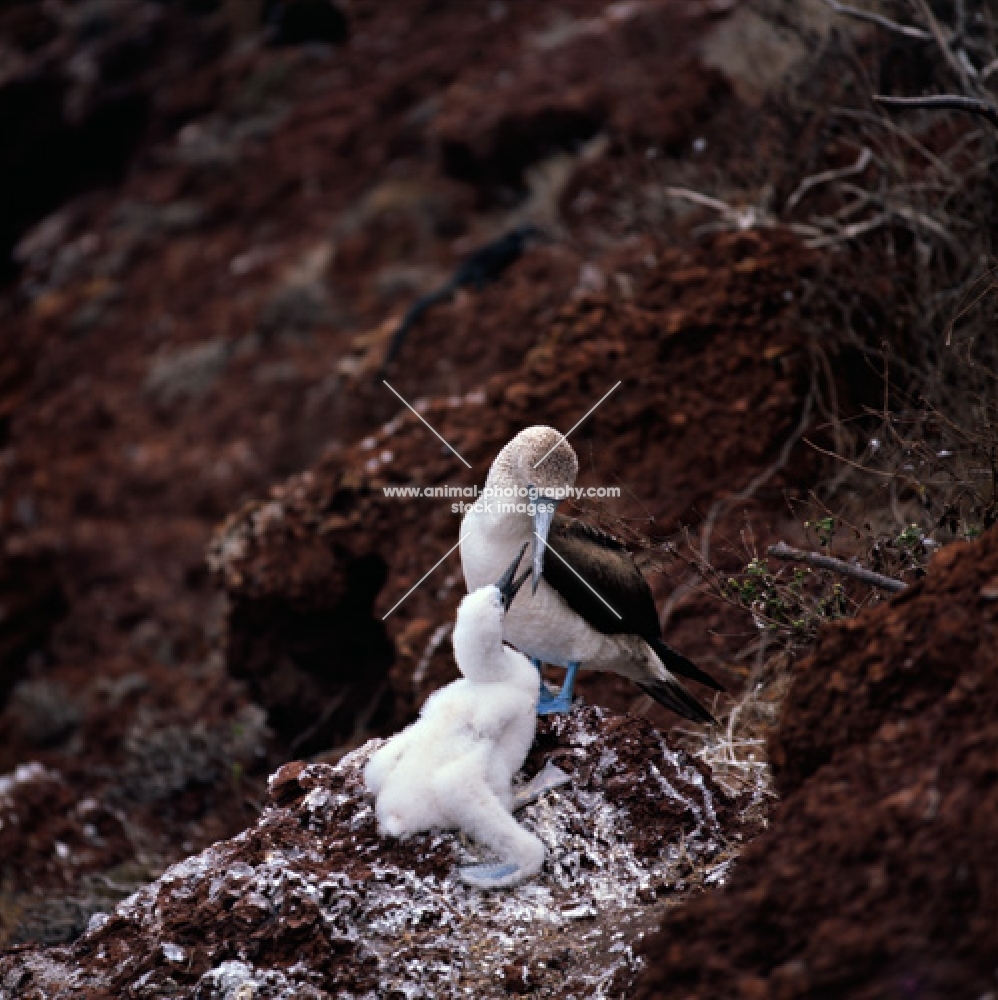 blue footed booby feeding chick on nest, jervis island, galapagos islands