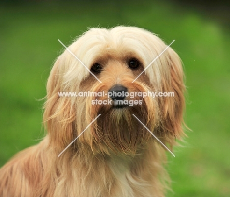 Cockapoo portrait