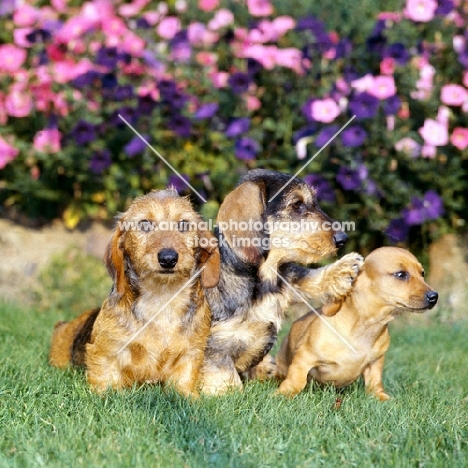 three dachshund puppies, one smooth, two wired haired, one pushing another away