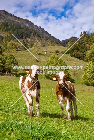 two calves in the alps