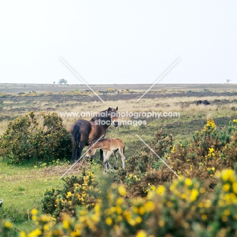 Exmoor mare with her foal on Exmoor
