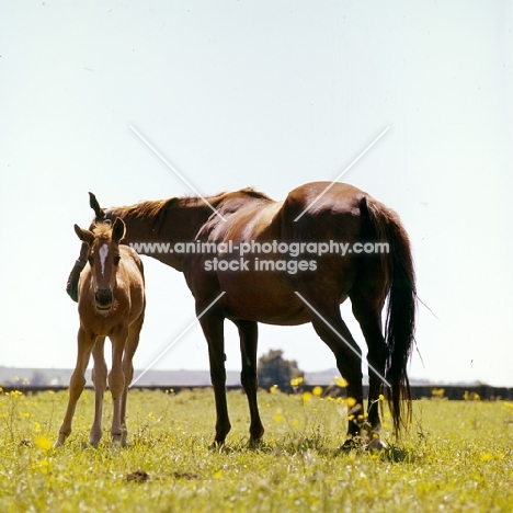 thoroughbred mare and foal