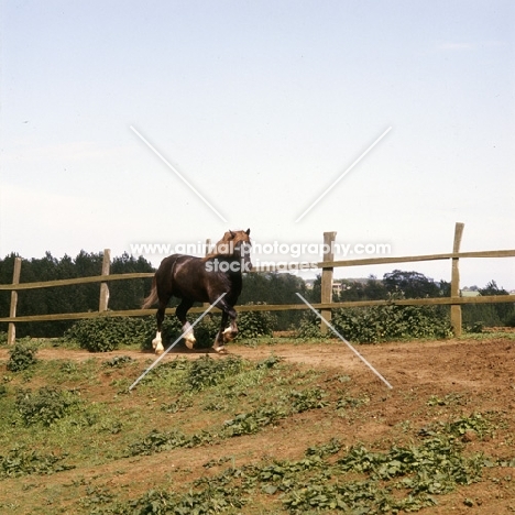 welsh cob (section d), stallion trotting round his paddock