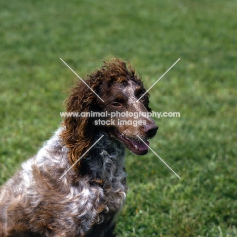 pont audemer spaniel portrait 