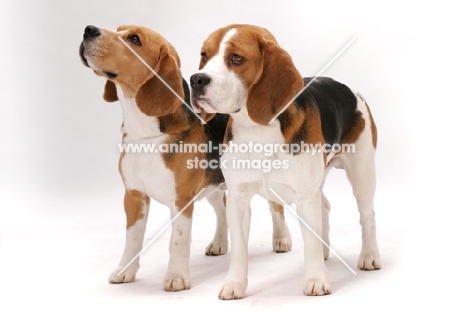 two Beagles in studio (Ch. Tradewind Lil Bit of Fire and Dufosee Jerrold)