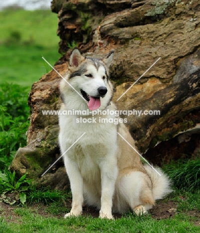 Alaskan Malamute