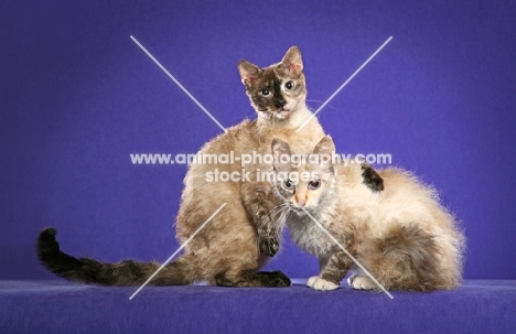 QGC Arohanui BC Smoke on the Water (Shorthair), 10 month old Seal Smoke Torti Point Shorthair LaPerm Female with her arm over 
RW, SGC Arohanui BC Tiponi (Longhair), 1 year 5 month Seal Silver Torbie Point and White LaPerm Female.
