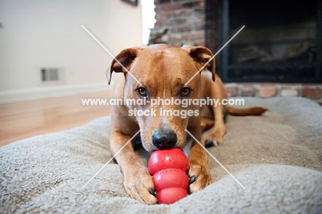 staffordshire terrier mix chewing on red kong dog toy