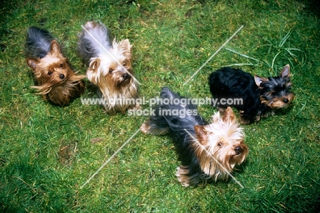 four yorkshire terriers looking up