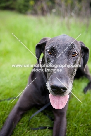 Black Great Dane lying in green yard.