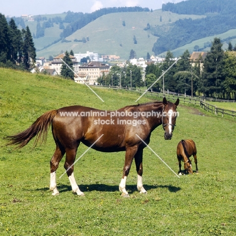 Eindiedlers in pasture at  Einsiedeln Monastery 