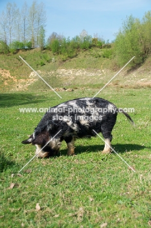 Kunekune pig, side view