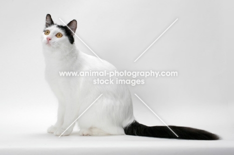 black and white Turkish Van cat