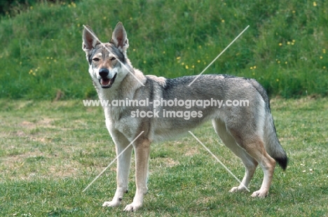 czech wolfdog standing on grass
