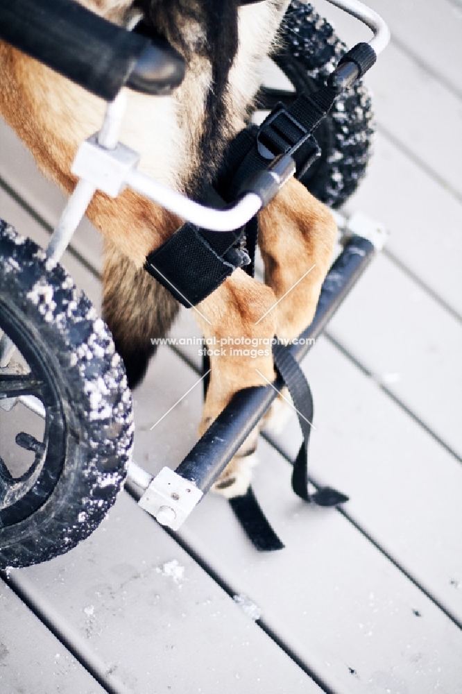 German Shepherd in wheel chair