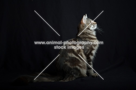 Full body side shot of Quadzilla's Taiji sitting, studio shot with black background