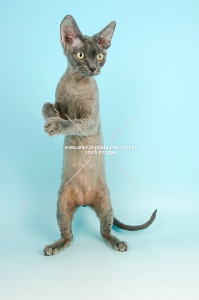 blue devon rex standing on hind legs