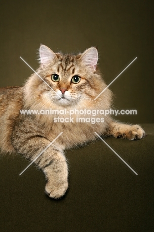 male Siberian cat